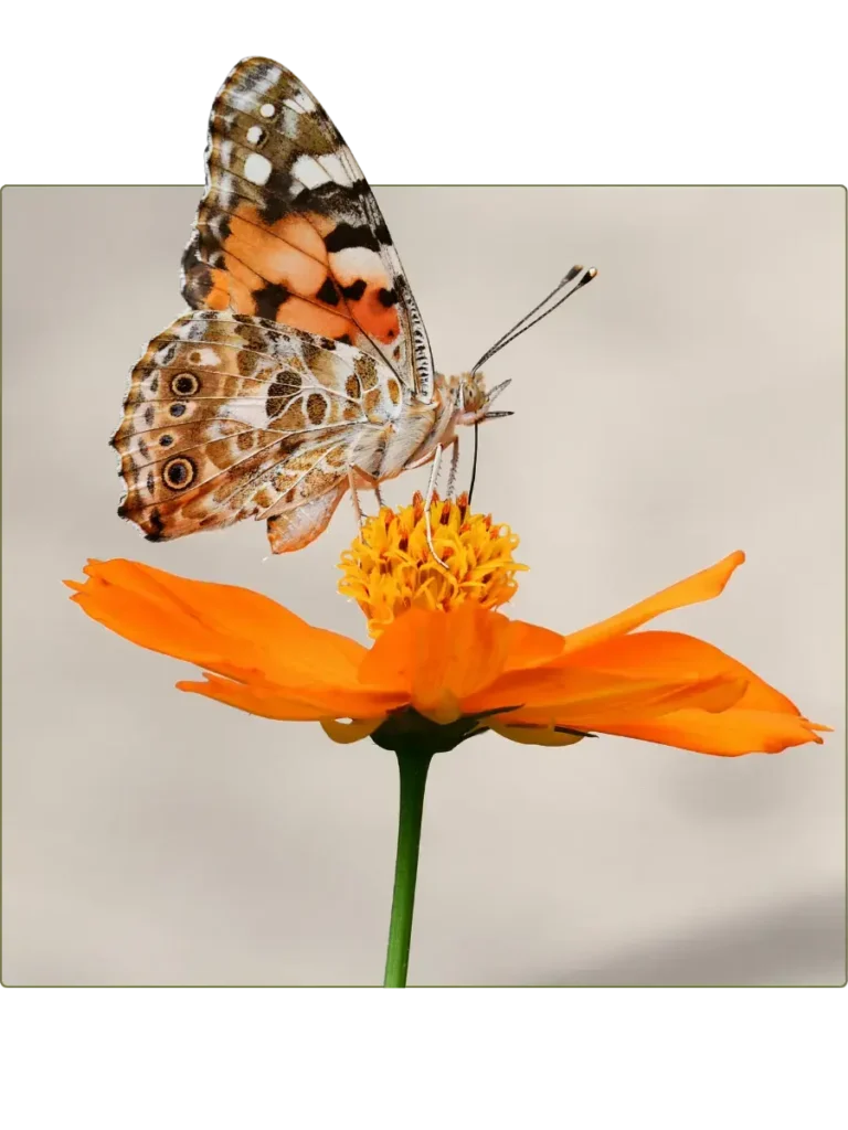 Photo of orange butterfly and flower
